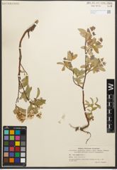 Foto von Salix reptans Rupr.
